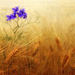 L'azzurro nel grano