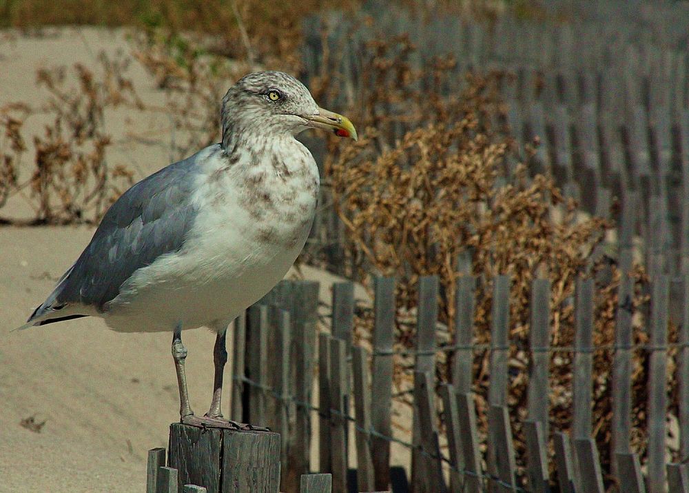 LBI