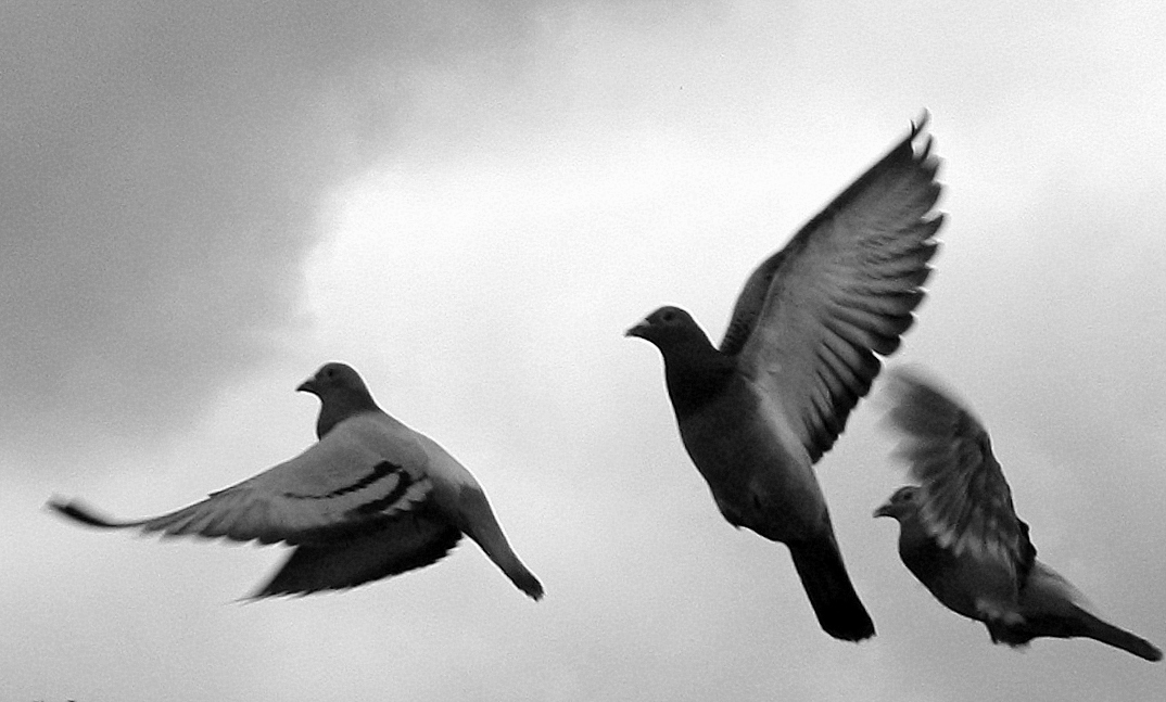 lâcher de pigeons