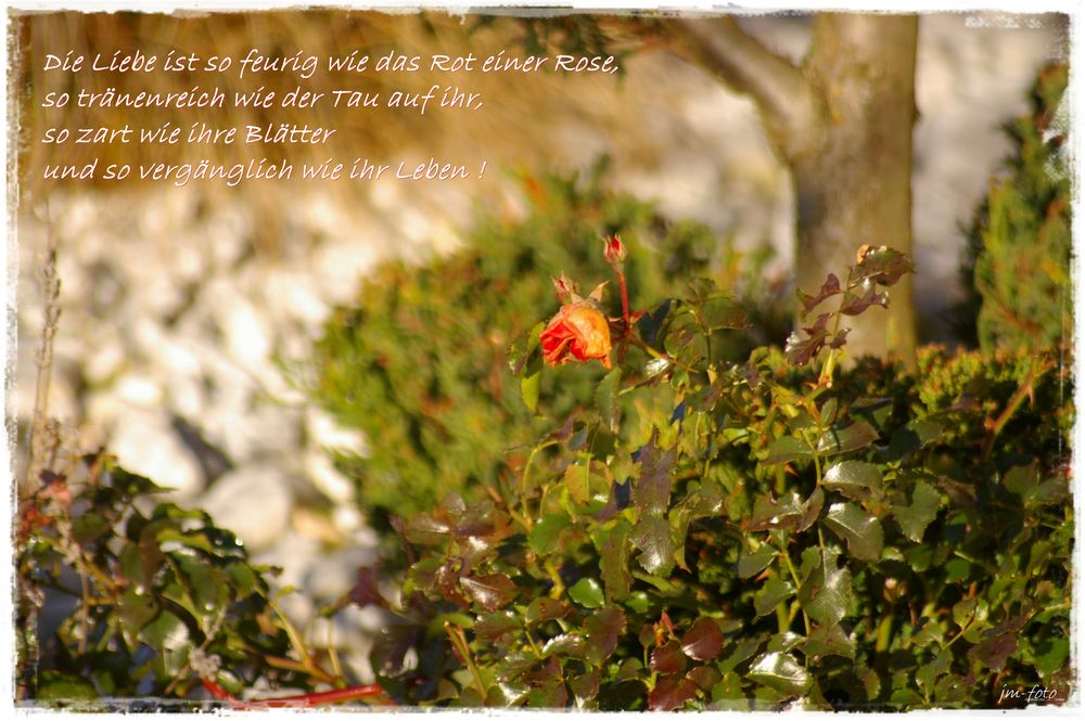 L___Die Liebe ist so feurig wie das Rot einer Rose,.......... Foto