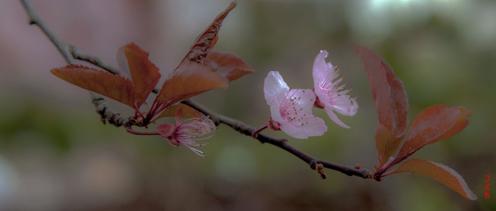 Le 1er jour du Printemps