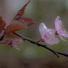 Le 1er jour du Printemps