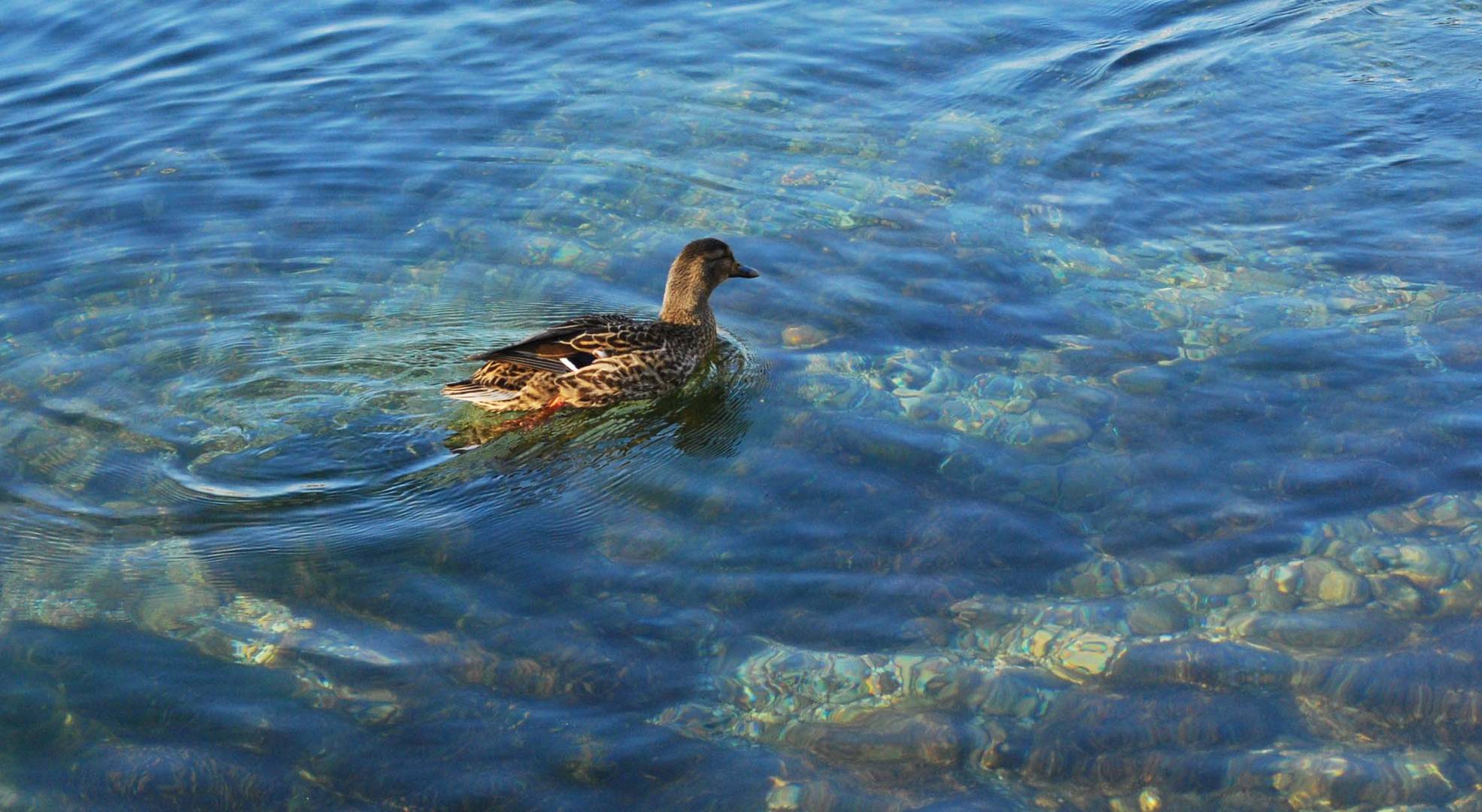 Le anatre di Garda