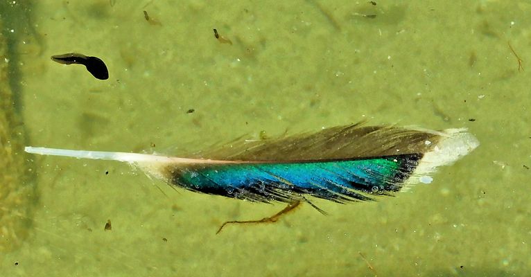 Le avventure di un girino