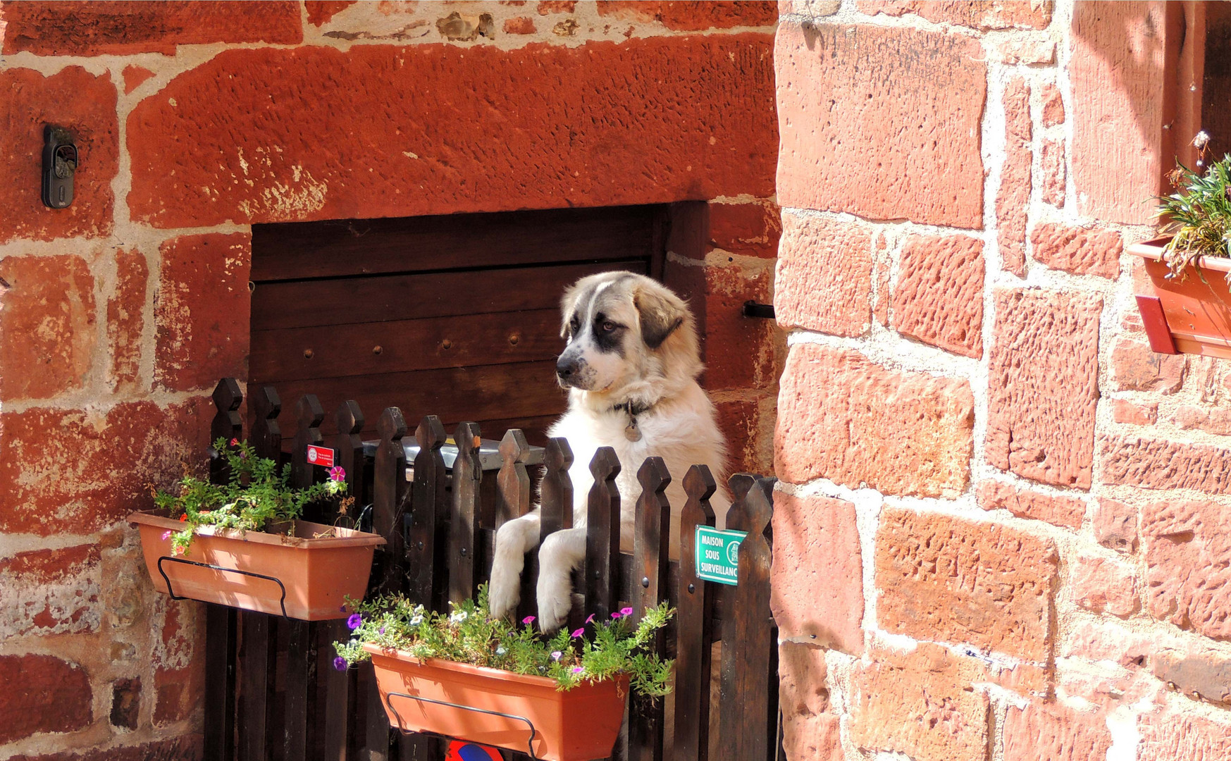 Le Badaud de Collonges la rouge