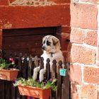 Le Badaud de Collonges la rouge