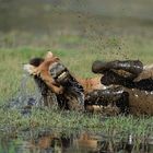 Le Bain de Boue, Bonheur Absolu pour un Przewalski