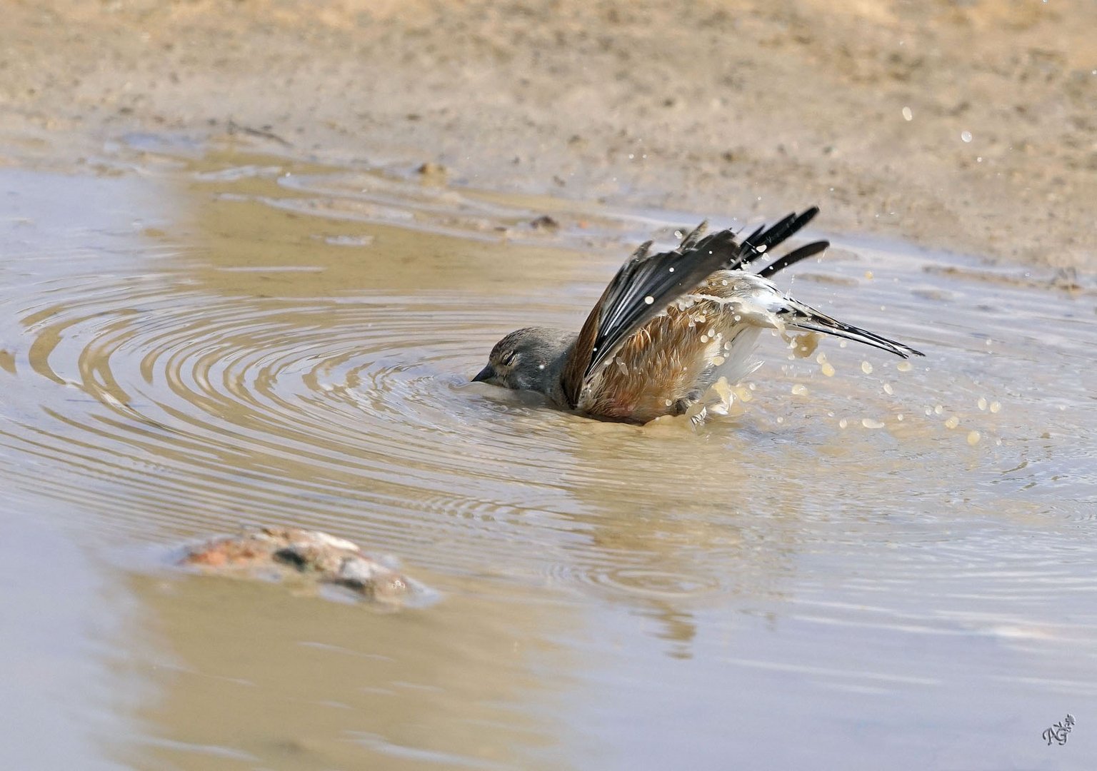 Le bain de la petite linotte