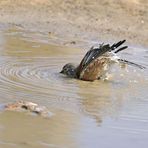 Le bain de la petite linotte