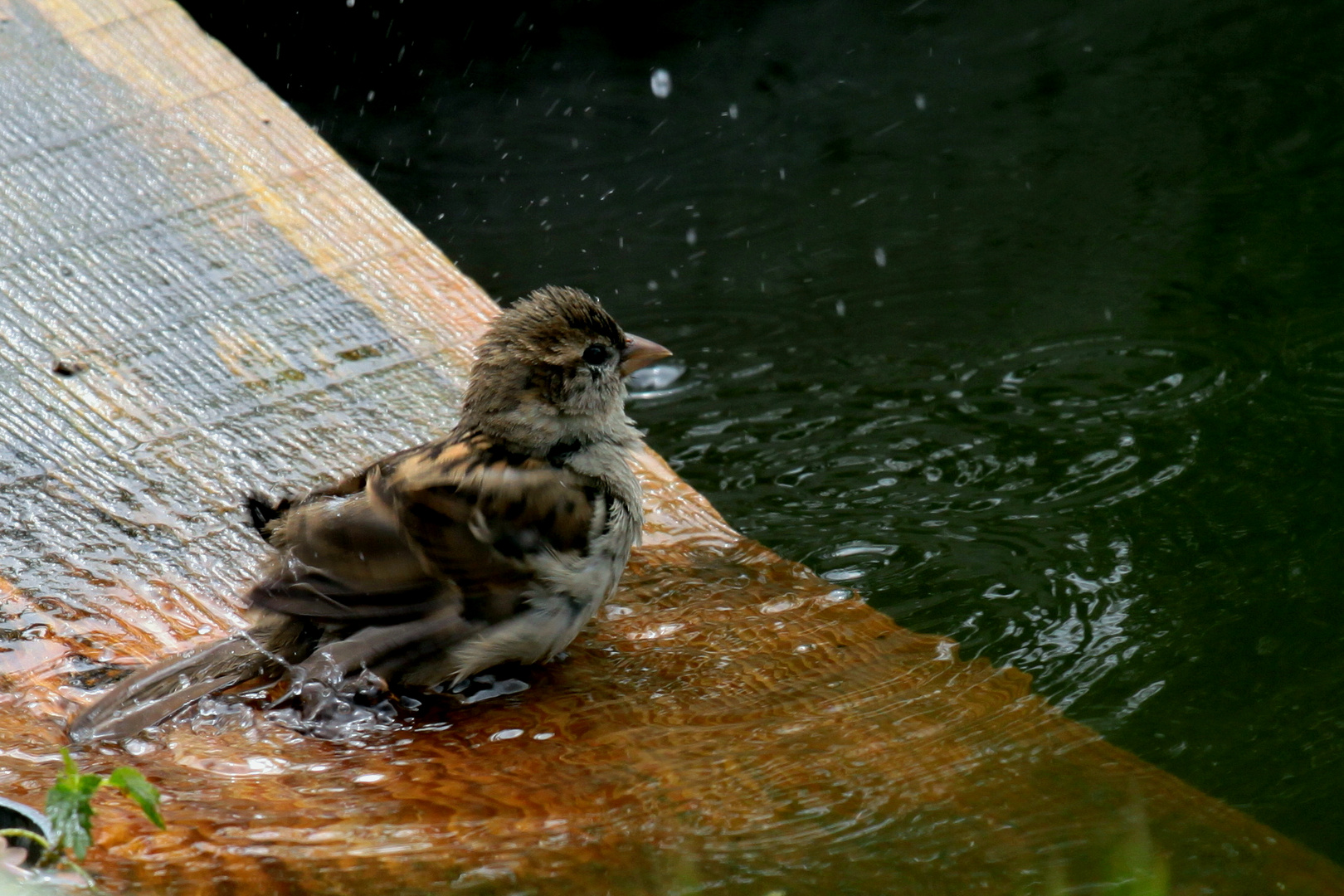 le bain de Madame Moineau