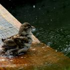 le bain de Madame Moineau