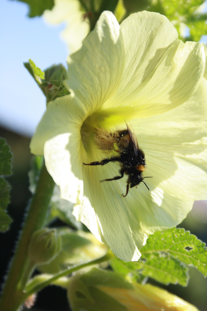 Le bain de pollen