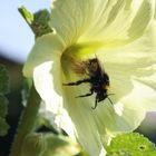 Le bain de pollen