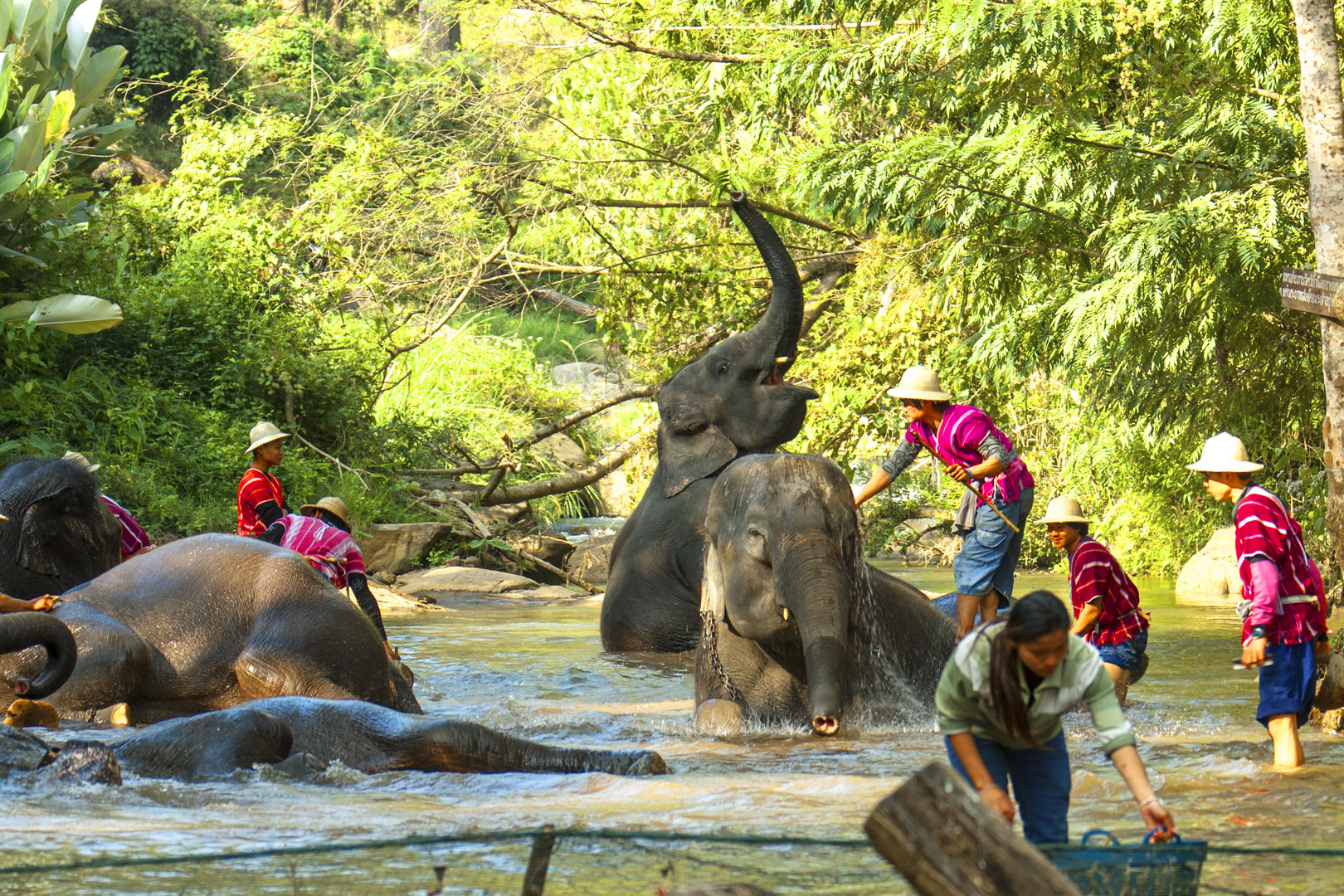 Le Bain des éléphants 02