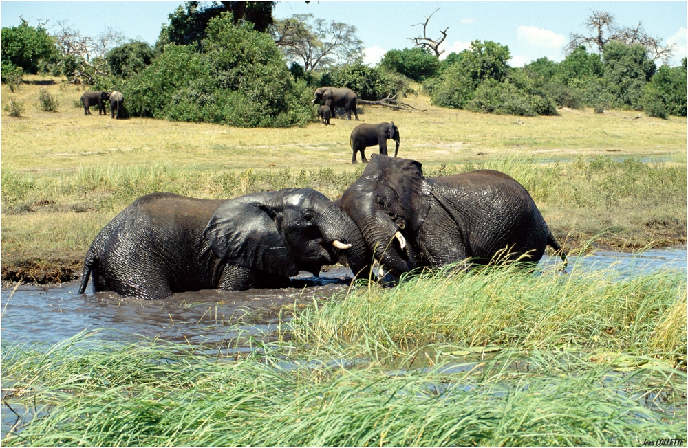 " Le bain des éléphants "