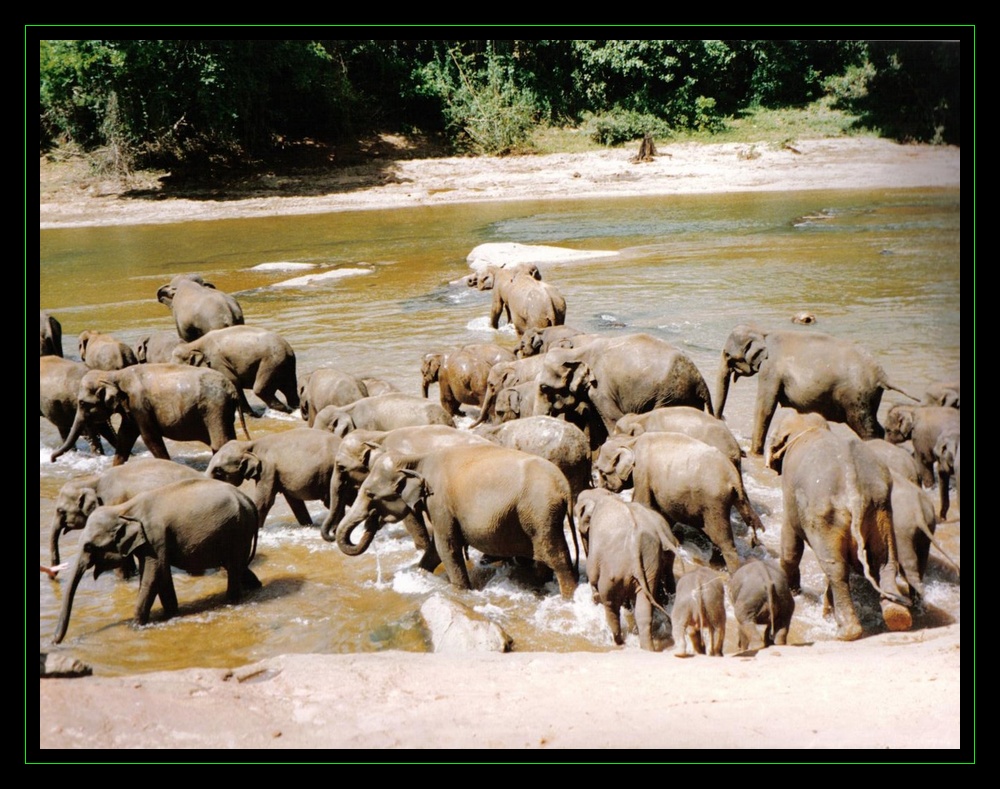 Le bain des éléphants