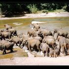 Le bain des éléphants