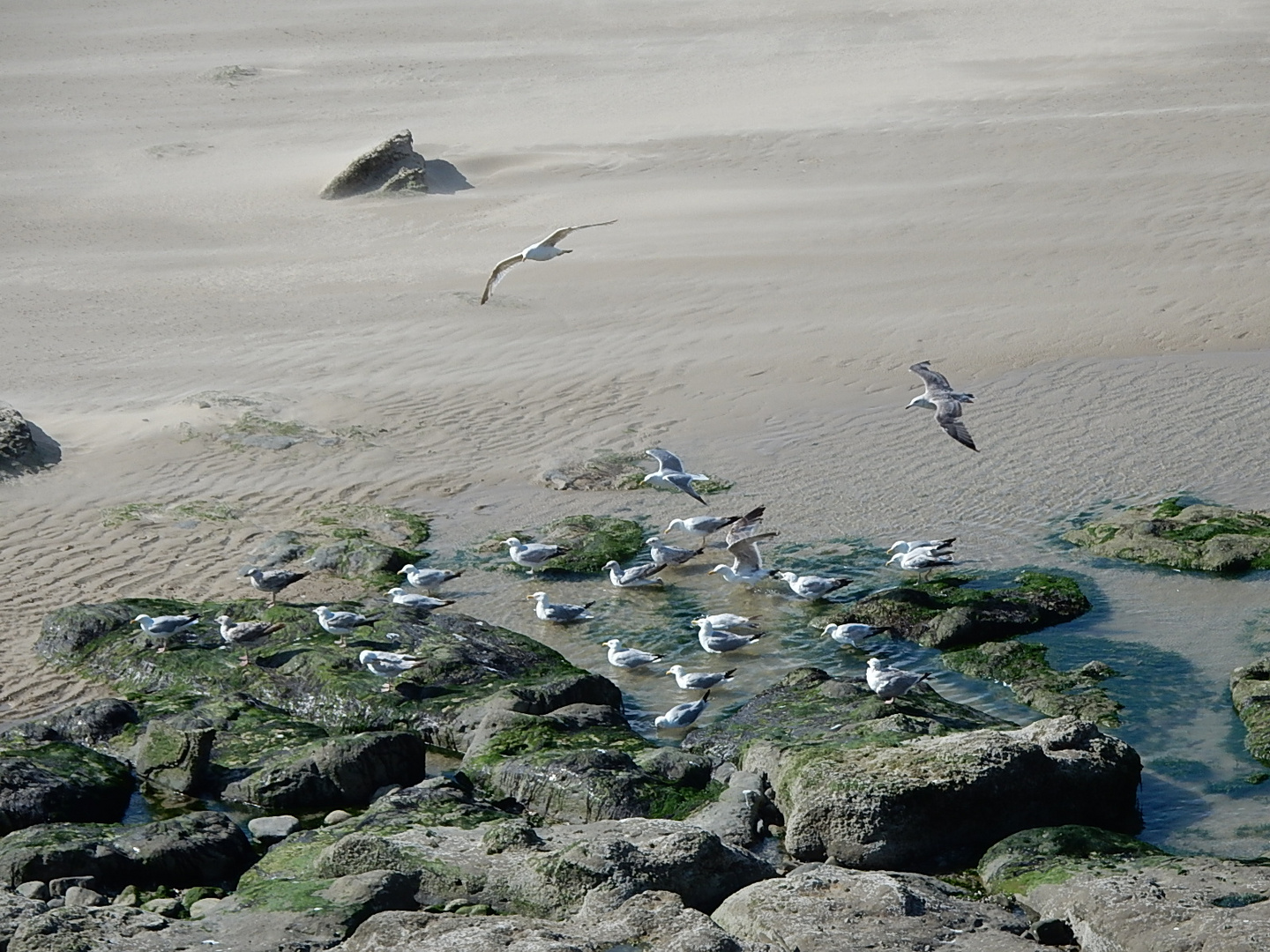 Le bain des mouettes