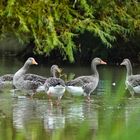 Le bain des oies grises