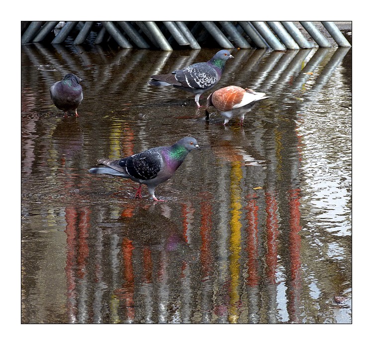 le bain des pigeons