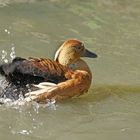 Le bain du dendrocygne...