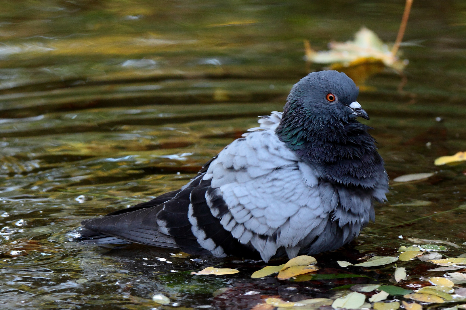 le bain du pigeon  1