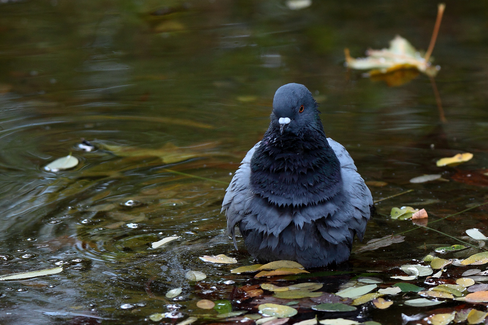 le bain du pigeon 2