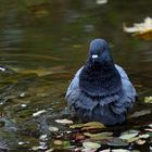 le bain du pigeon 2