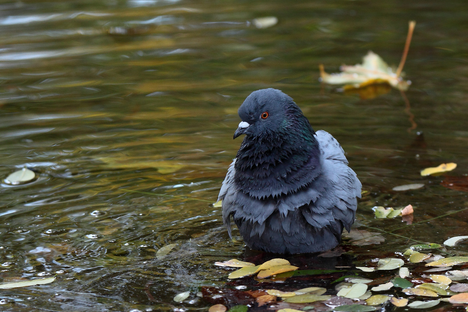 le bain du pigeon 3
