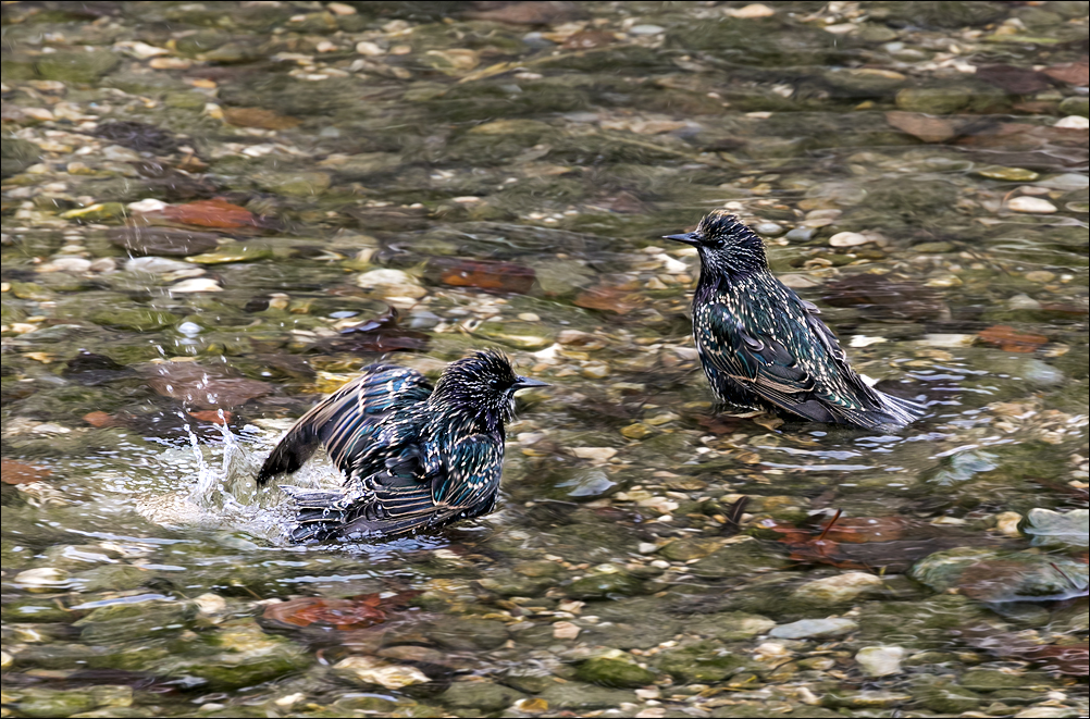 Le bain :-)