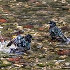 Le bain :-)