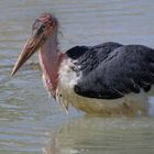 Le bain (Leptoptilos crumenifer marabout d'Afrique)