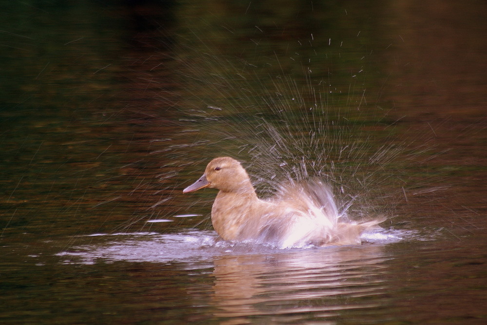 Le Bain Quotidien