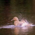 Le Bain Quotidien