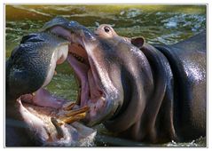 le baiser de l hippototame.