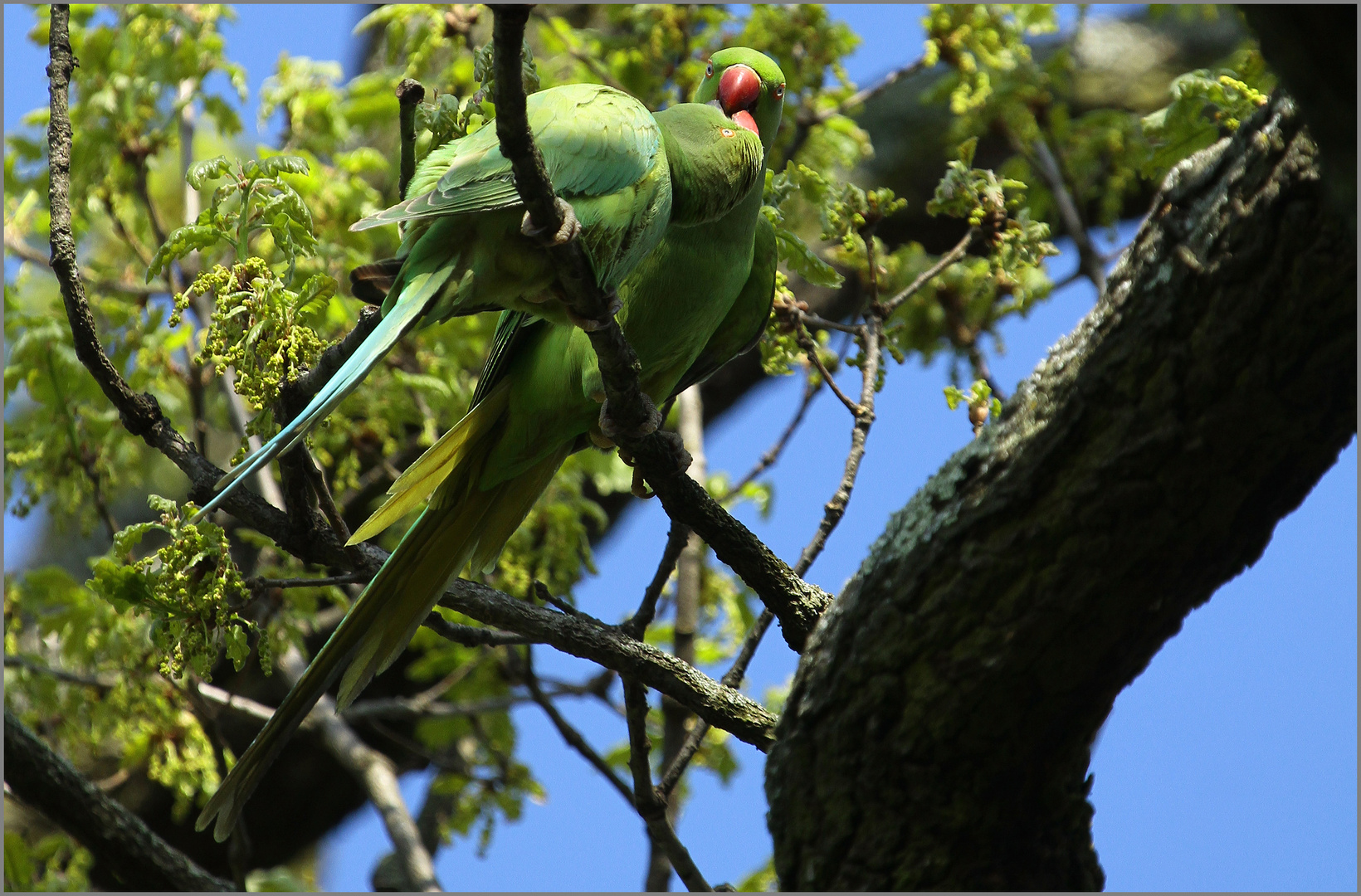 Le baiser de l'hôtel de ville de Robert (d'oiseau)