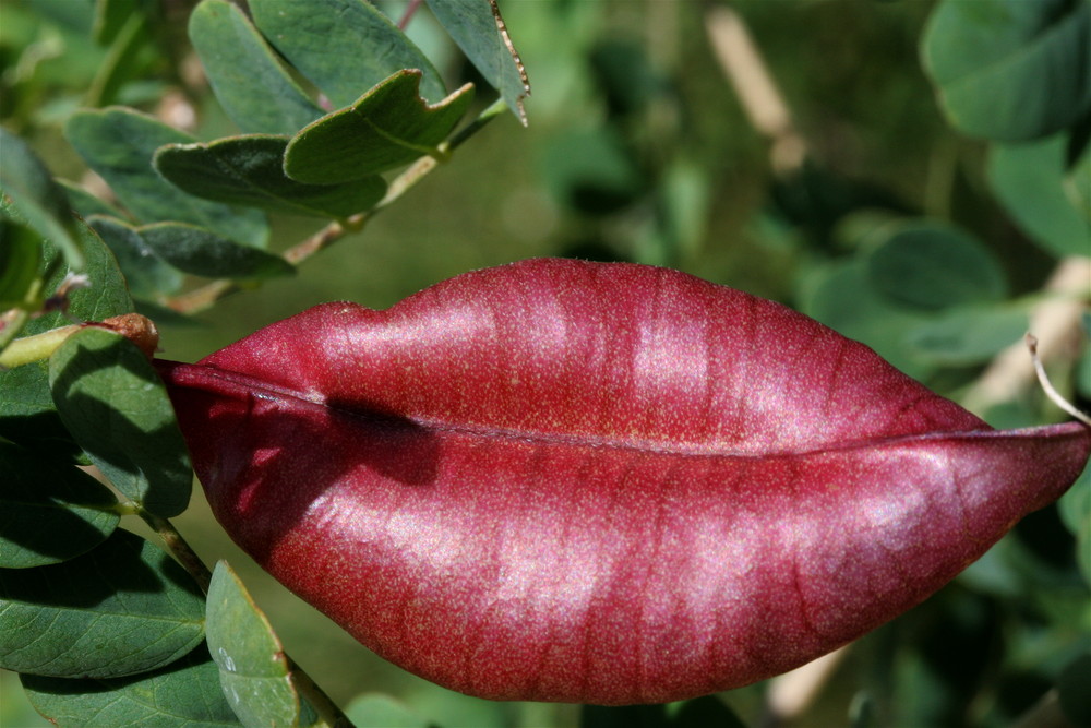 Le baiser pourpre