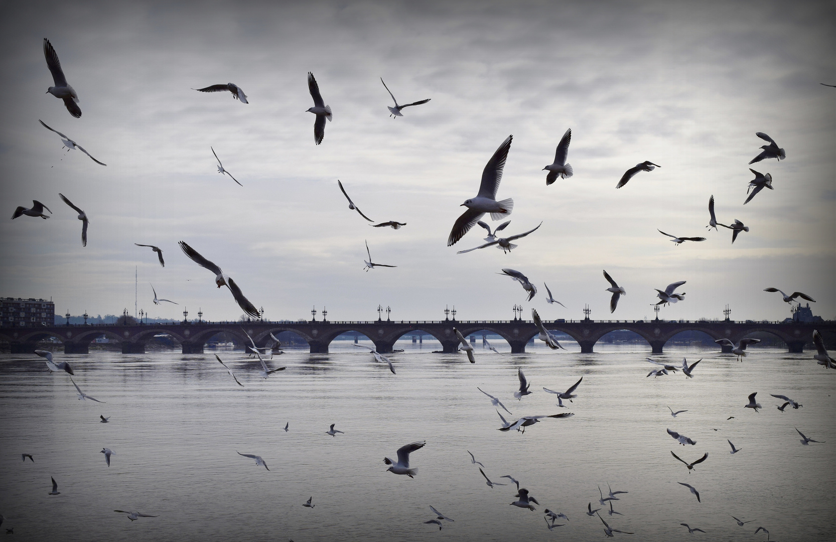 Le bal des mouettes