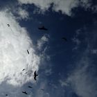 Le Bal des oiseaux fantômes ... Puy du Fou