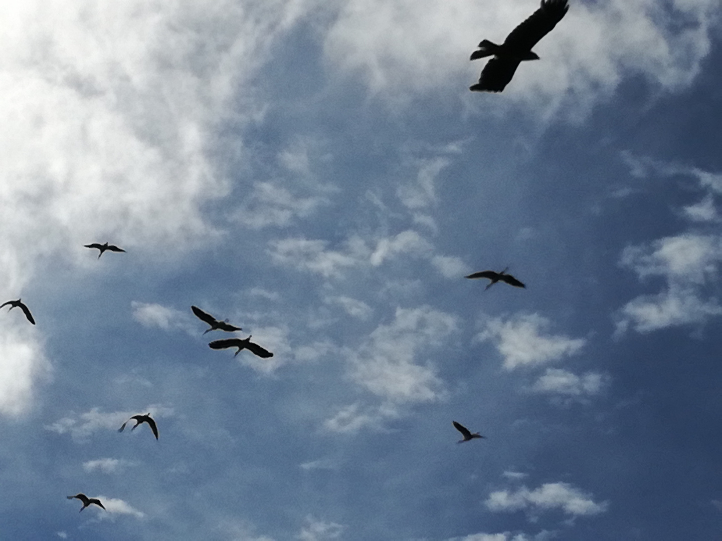 Le Bal des oiseaux fantômes ... Puy du Fou