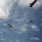 Le Bal des oiseaux fantômes ... Puy du Fou