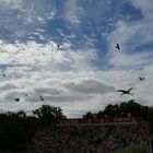 Le Bal des oiseaux fantômes ... Puy du Fou