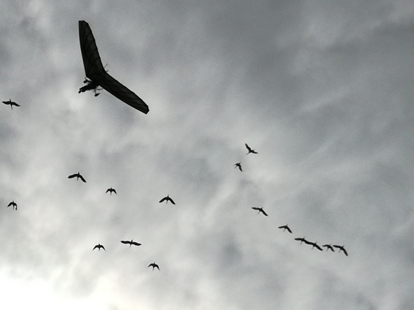 Combien y a-t-il d’oiseaux dans le bal des oiseaux fantômes