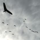 Le Bal des oiseaux fantômes ... Puy du Fou