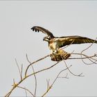 Le Balbuzard pêcheur