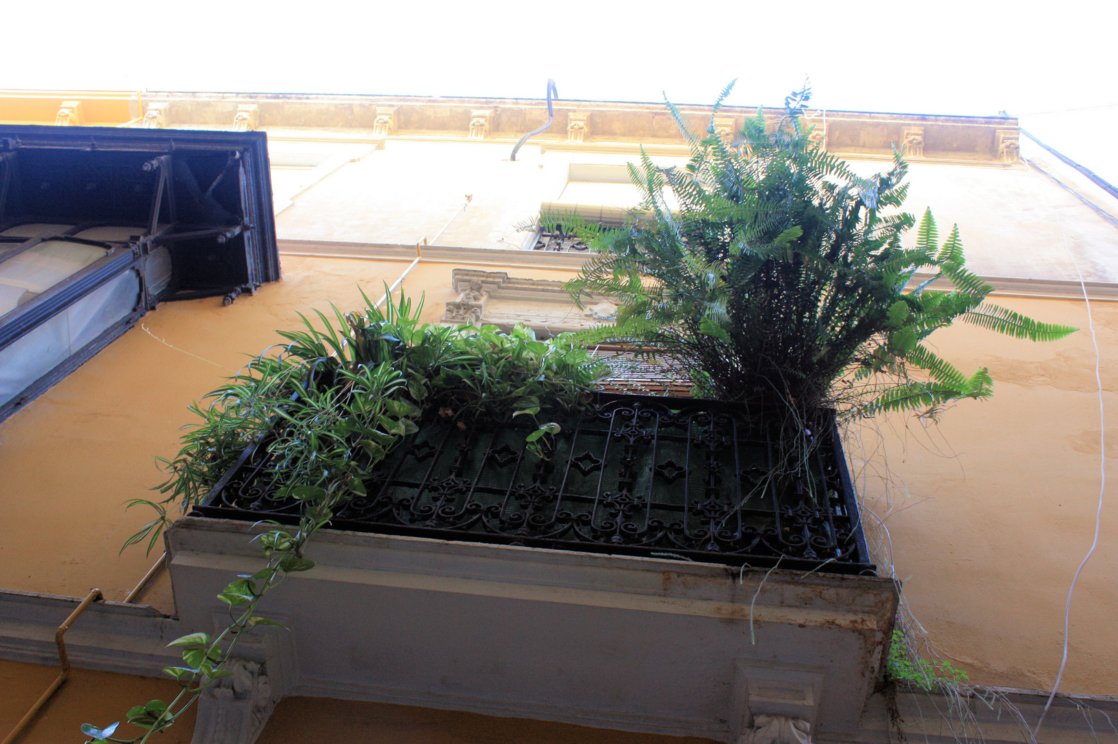 Le balcon aux arbres