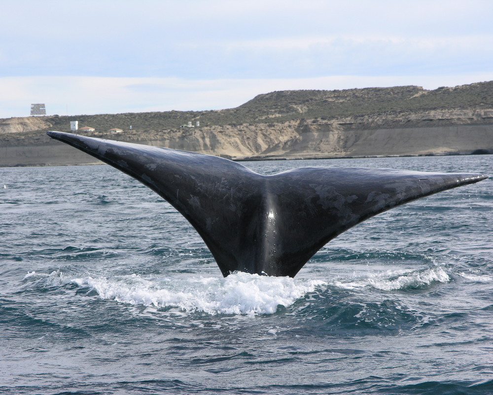 Le balene di Puerto Pyramides