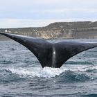 Le balene di Puerto Pyramides