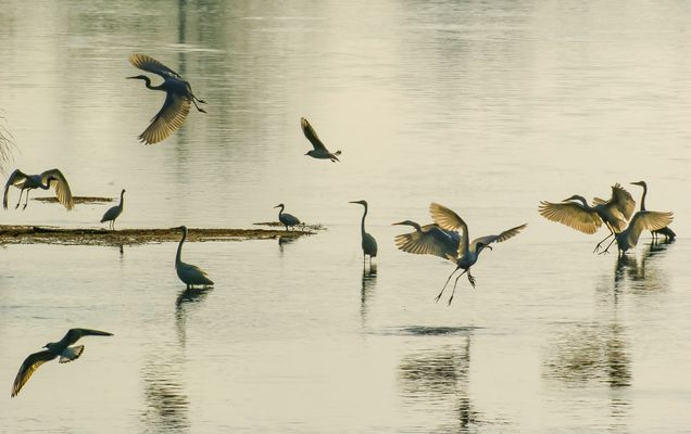 Le ballet des aigrettes