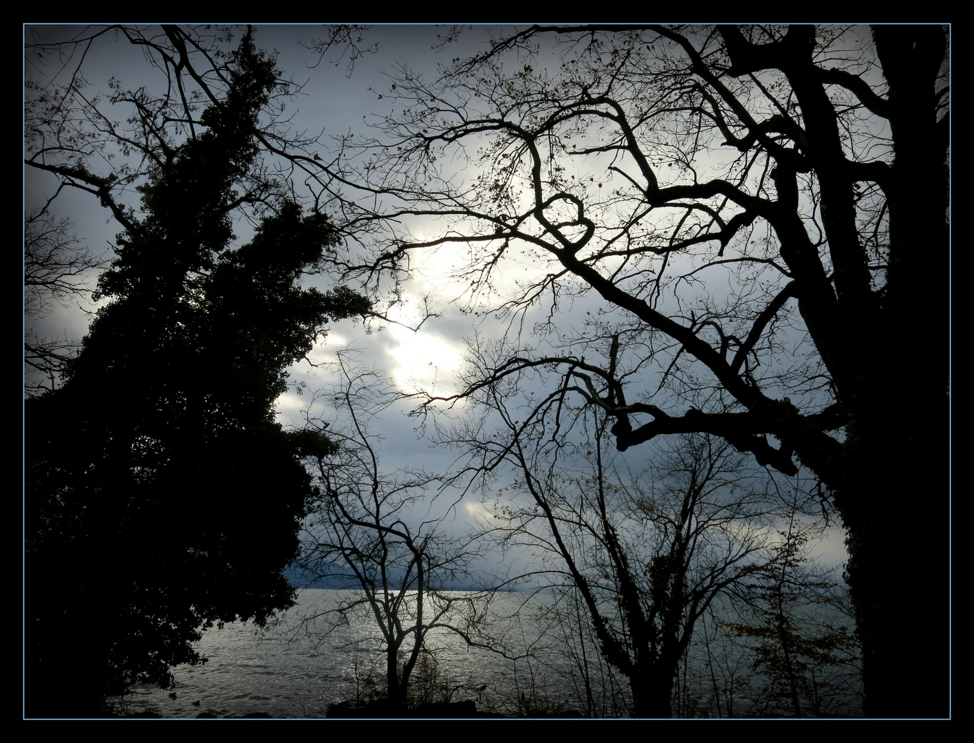 le ballet des arbres